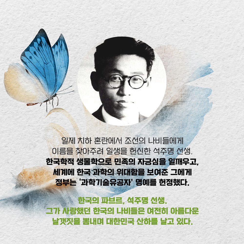 일제 치하 혼란에서 조선의 나비들에게 이름을 찾아주려 일생을 헌신한 석주명 선생. 한국학적 생물학으로 민족의 자긍심을 일깨우고, 세계에 한국 과학의 위대함을 보여준 그에게 정부는 과학기술유공자 명예를 헌정했다. 한국의 파브르, 석주명 선생. 그가 사랑했던 한국의 나비들은 여전히 아름다운 날갯짓을 뽐내며 대한민국 산하를 날고 있다.