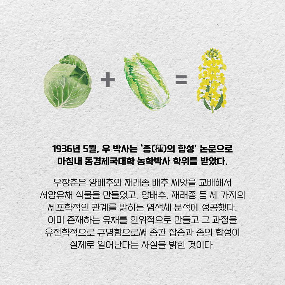 1936년 5월, 우 박사는 ‘종(種)의 합성’ 논문으로 마침내 동경제국대학 농학박사 학위를 받았다. 우장춘은 양배추와 재래종 배추 씨앗을 교배해서 서양유채 식물을 만들었고, 양배추, 재래종 등 세 가지의 세포학적인 관계를 밝히는 염색체 분석에 성공했다. 이미 존재하는 유채를 인위적으로 만들고 그 과정을 유전학적으로 규명함으로써 종간 잡종과 종의 합성이 실제로 일어난다는 사실을 밝힌 것이다. 