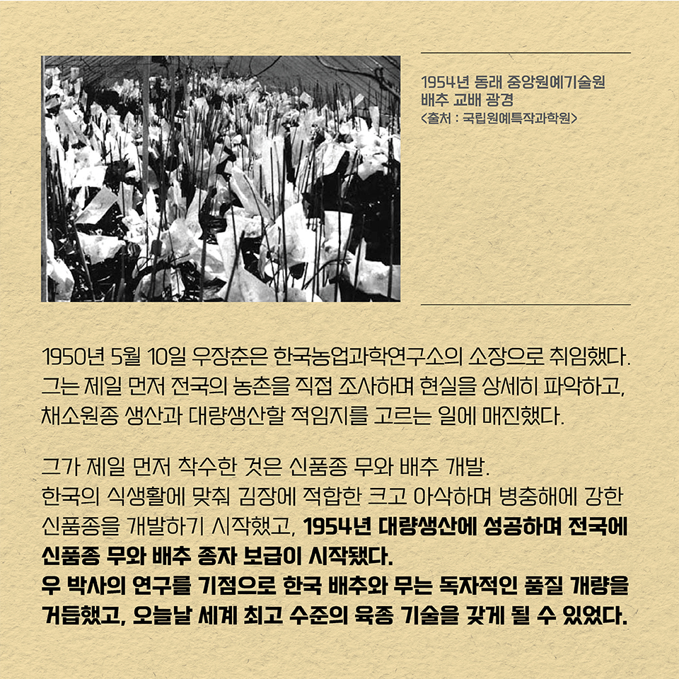 1950년 5월 10일 우장춘은 한국농업과학연구소의 소장으로 취임했다. 그는 제일 먼저 전국의 농촌을 직접 조사하며 현실을 상세히 파악하고, 채소원종 생산과 대량생산할 적임지를 고르는 일에 매진했다.
그가 제일 먼저 착수한 것은 신품종 무와 배추 개발. 한국의 식생활에 맞춰 김장에 적합한 크고 아삭하며 병충해에 강한 신품종을 개발하기 시작했고, 1954년 대량생산에 성공하며 전국에 신품종 무와 배추 종자 보급이 시작됐다. 우 박사의 연구를 기점으로 한국 배추와 무는 독자적인 품질 개량을 거듭했고, 오늘날 세계 최고 수준의 육종 기술을 갖게 될 수 있었다. 