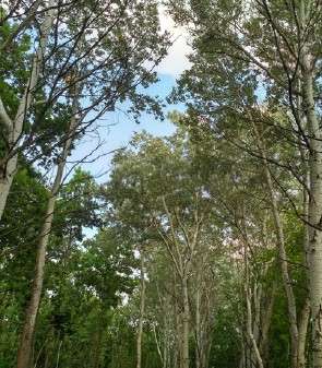 현사시나무.jpg 이미지입니다.