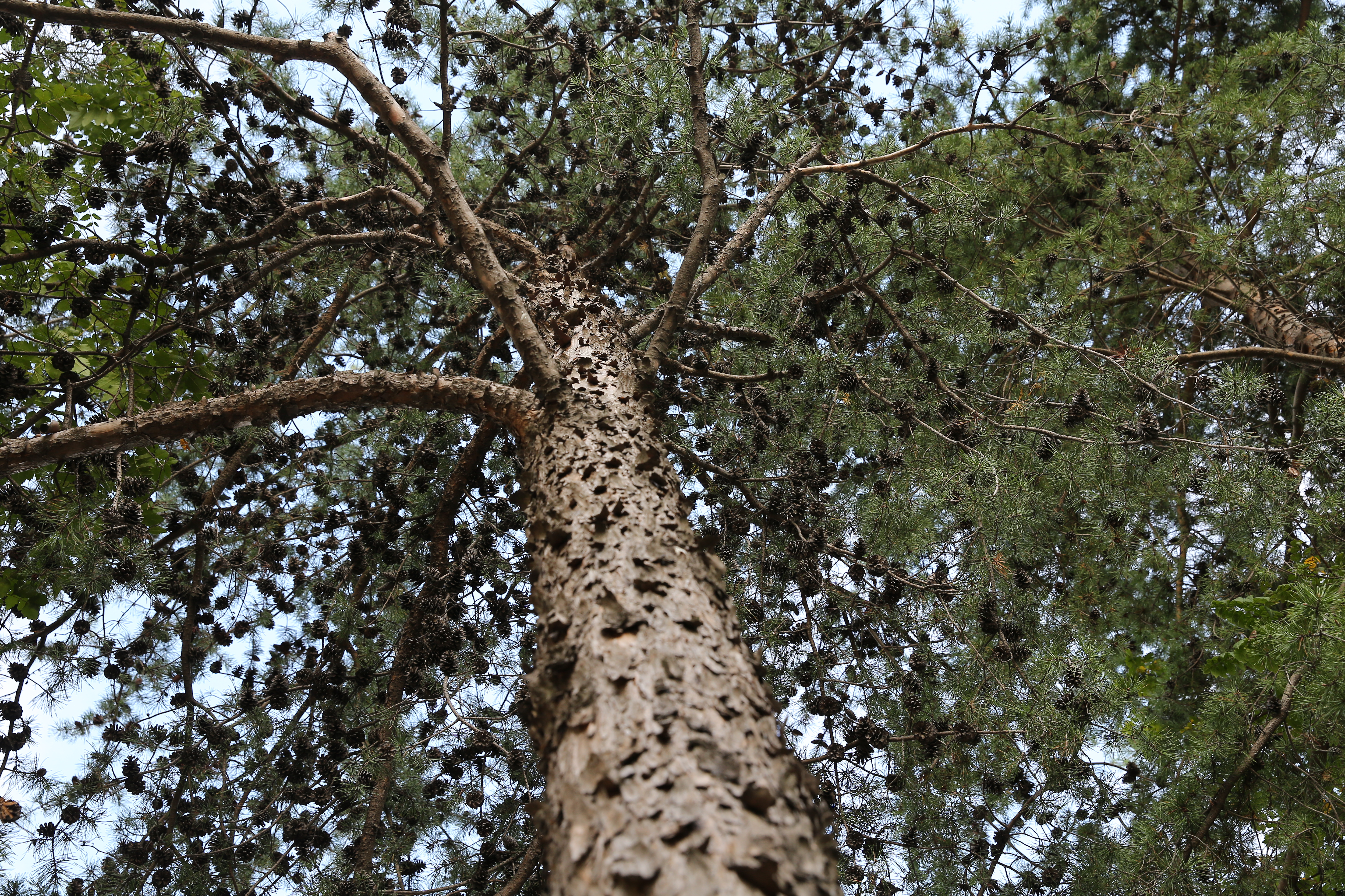 리기테다 소나무.jpg 이미지입니다.